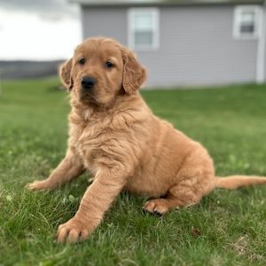 Goldendoodle Puppy