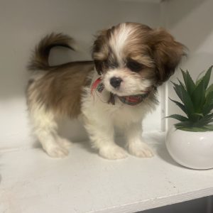 Shih Tzu Puppy 4
