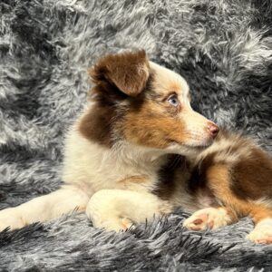 Australian Shepard puppy